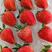 【99红颜草莓】颗颗精选货源稳定质量保证市场商超电商团购
