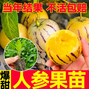 人参果苗，黄心圆果人参果树苗，四季盆栽地栽，当年结果