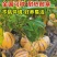 人参果苗，黄心圆果人参果树苗，四季盆栽地栽，当年结果