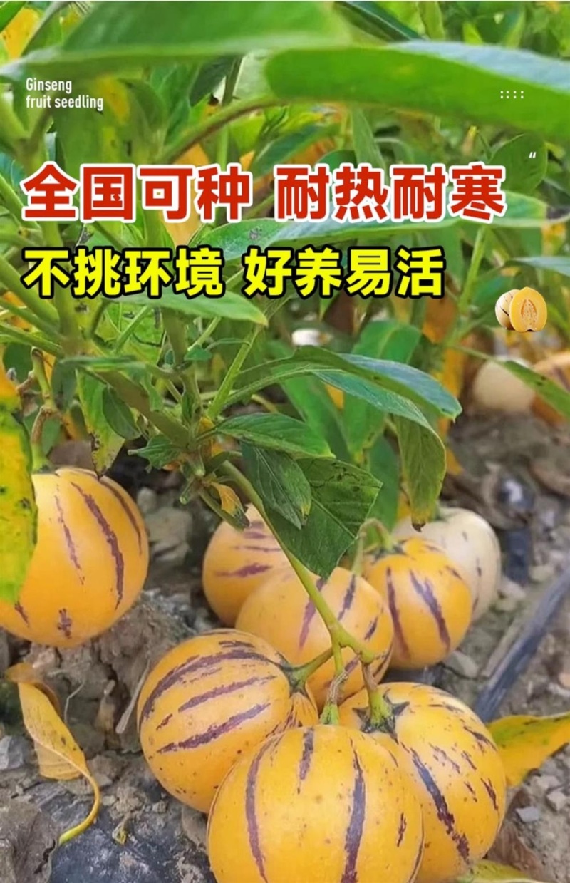 人参果苗，黄心圆果人参果树苗，四季盆栽地栽，当年结果
