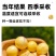 人参果苗，黄心圆果人参果树苗，四季盆栽地栽，当年结果