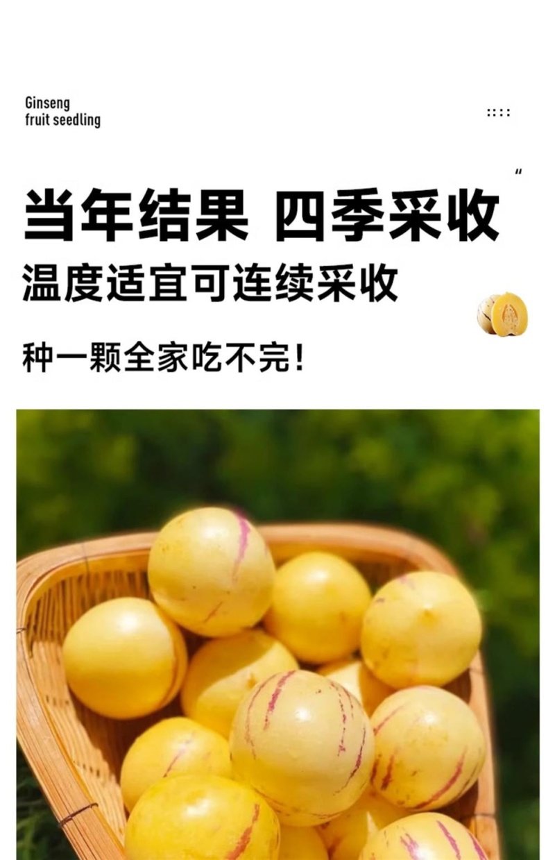 人参果苗，黄心圆果人参果树苗，四季盆栽地栽，当年结果
