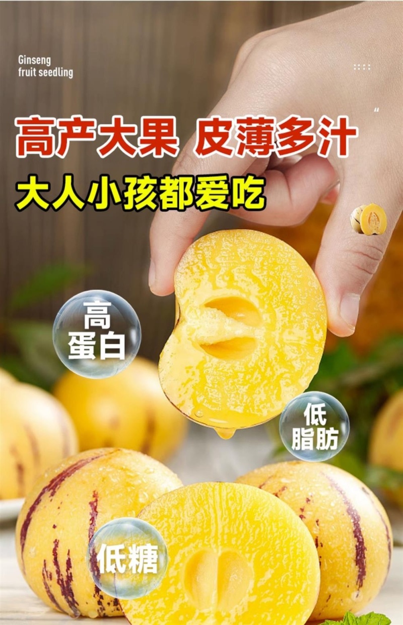 人参果苗，黄心圆果人参果树苗，四季盆栽地栽，当年结果