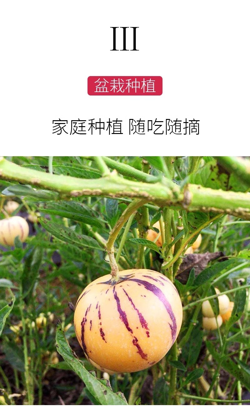 人参果苗，黄心圆果人参果树苗，四季盆栽地栽，当年结果