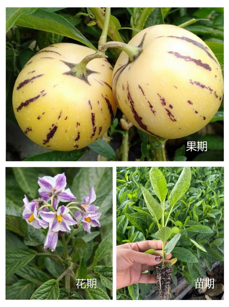 人参果苗，黄心圆果人参果树苗，四季盆栽地栽，当年结果