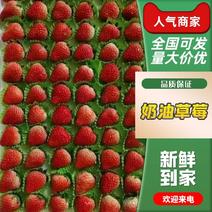 红颜奶油草莓2024年已经开始欢迎前来选购