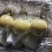 河北【青皇冠梨】肉厚核小口感翠甜皮薄汁多价格便宜保