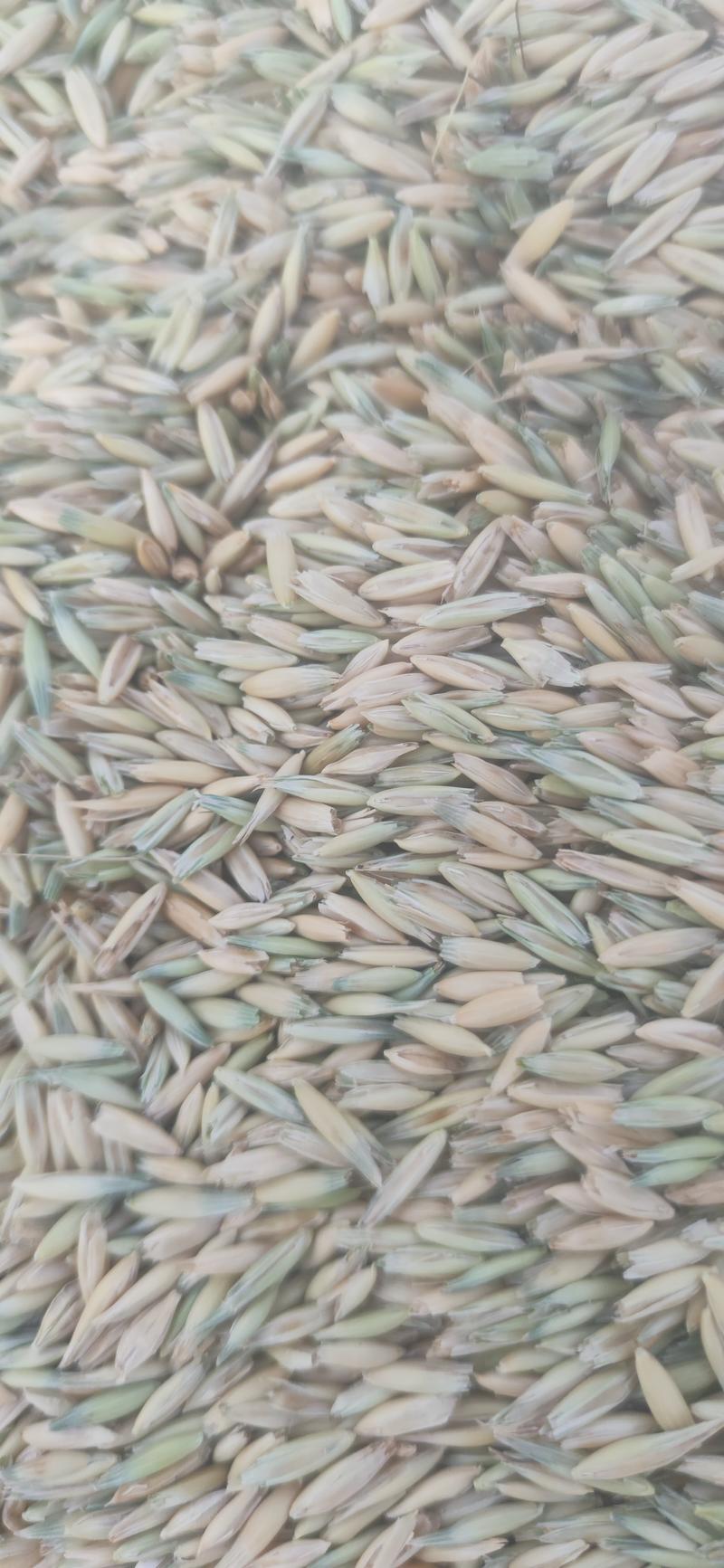内蒙古燕麦，对接各大养殖户产地直供，品质保证欢迎选购