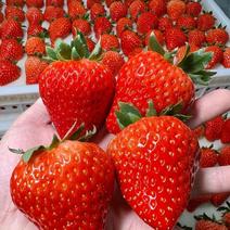 安徽长丰精品红颜草莓一手货源现摘现发全国发货欢迎来电