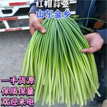 【热卖】红帽蒜苔常年有货精品蒜苔加工代发全国各地