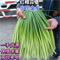 【热卖】红帽蒜苔常年有货精品蒜苔加工代发全国各地