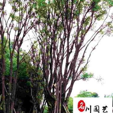 供应8-20公分优质国槐自家苗圃出售工程园林绿化苗木