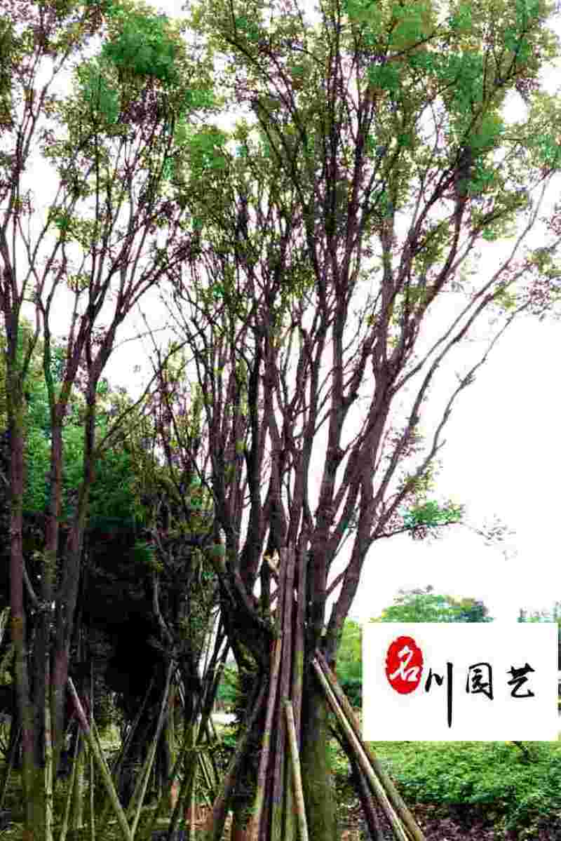 供应8-20公分优质国槐自家苗圃出售工程园林绿化苗木