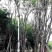 供应8-20公分优质国槐自家苗圃出售工程园林绿化苗木