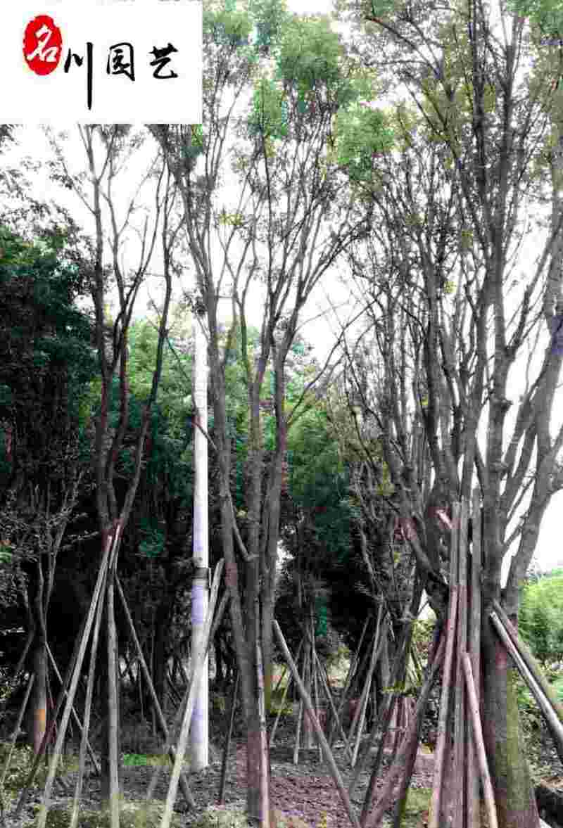 供应8-20公分优质国槐自家苗圃出售工程园林绿化苗木