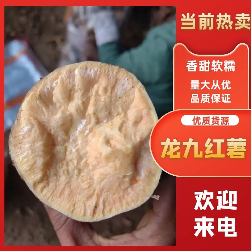 【周口精品龙九红薯】龙薯规格齐全，发往全国商超供应电商