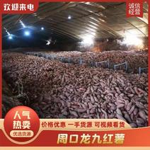 【龙九红薯】周口大量供应商薯，西瓜红等产地直销，货源充足
