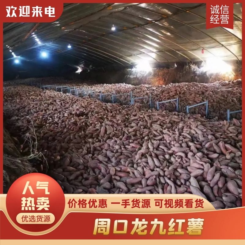 【龙九红薯！】周口大量供应商薯，西瓜红等产地直发货源充足