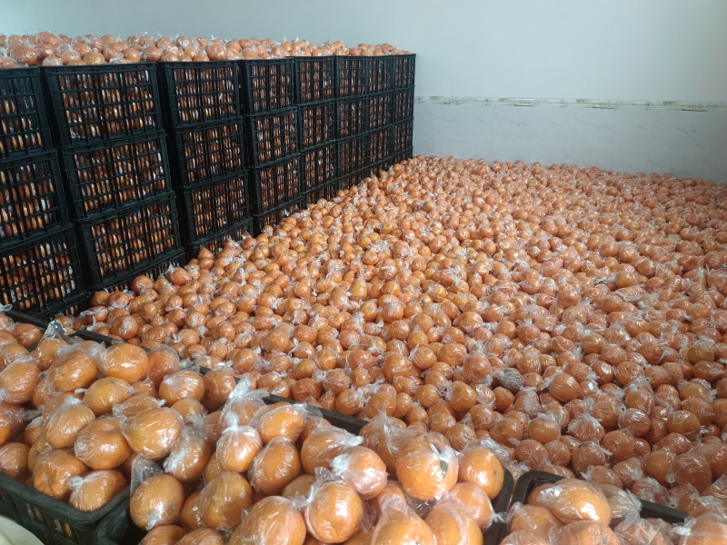 湖南精品椪柑可大量供货价格优惠皮薄水分足甜度高欢迎咨询