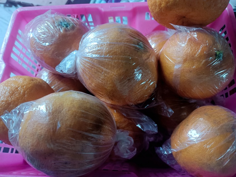 湖南精品明日见柑橘可大量供货价格优惠皮薄水分足欢迎咨询