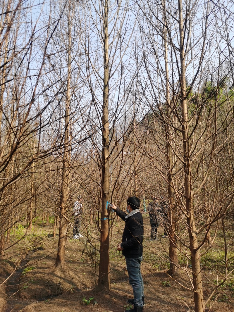 伟森园林基地直发水杉树规格齐全湿地绿化绿化工程树