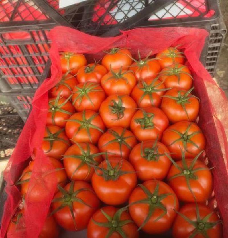 精品西红柿大量上市诚信经营一手货源品质保证欢迎来电！