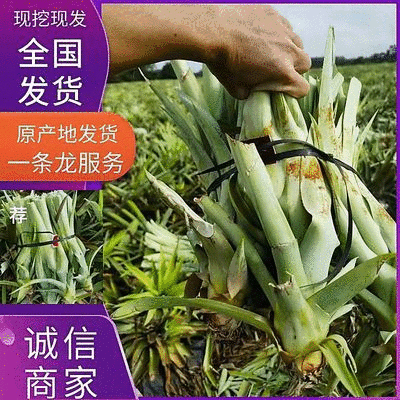 【凤梨苗】海南精品凤梨苗品种多样价格优惠货源充足发全国