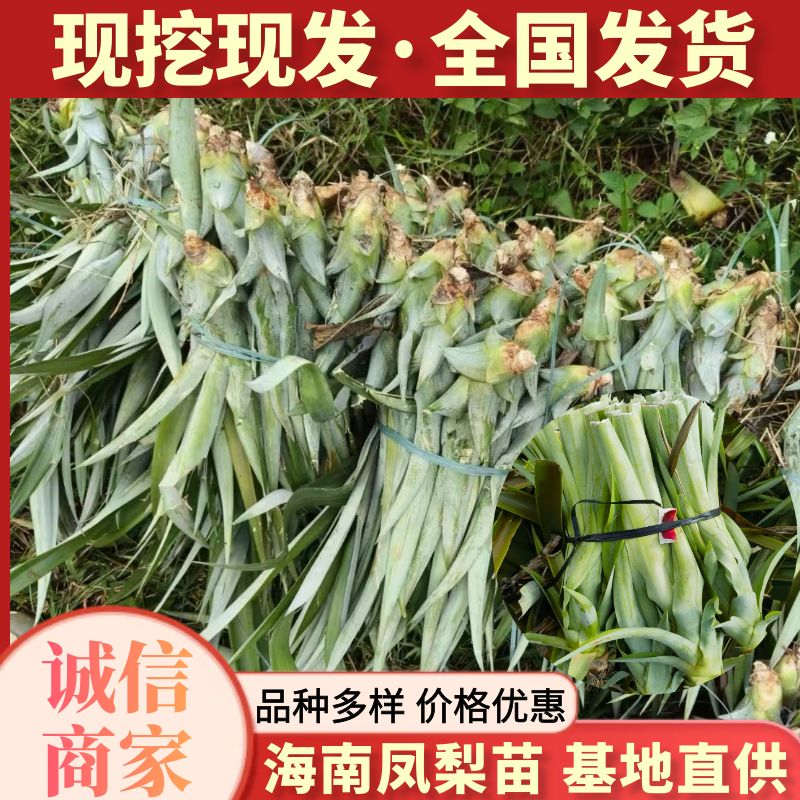 【牛商精选】海南菠萝苗金钻凤梨苗16号甜蜜蜜手撕凤梨苗