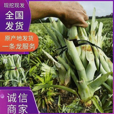 【现挖现发】海南特级凤梨苗金钻16号甜蜜蜜手撕凤梨品种多