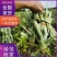 【现挖现发】海南特级凤梨苗金钻16号甜蜜蜜手撕凤梨品种多