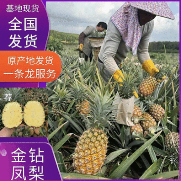 【实力推荐】金钻凤梨海南凤梨一条龙供应全国现货充足
