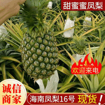【牛商精选】海南16号甜蜜蜜凤梨口感细腻供应全国