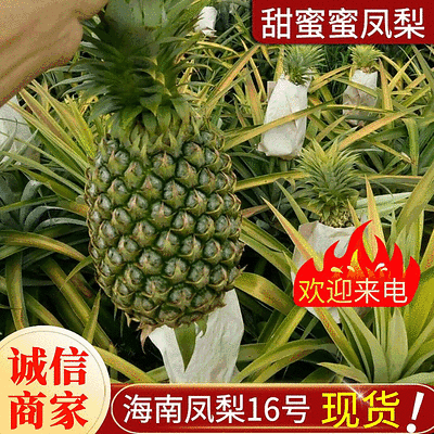 【牛商精选】海南16号甜蜜蜜凤梨口感细腻供应全国