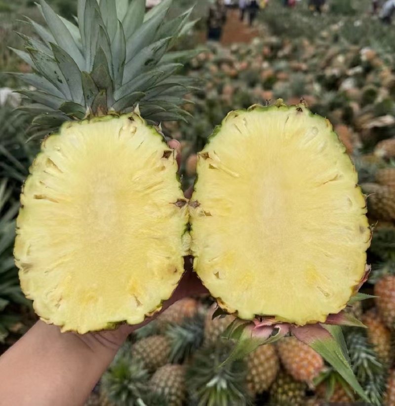 【海南凤梨】16号甜蜜蜜凤梨一手货源产地直供质量保证