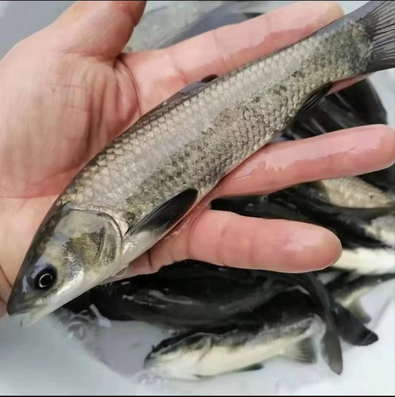 螺蛳青鱼黑皖鱼淡水养殖鲜活食用鱼