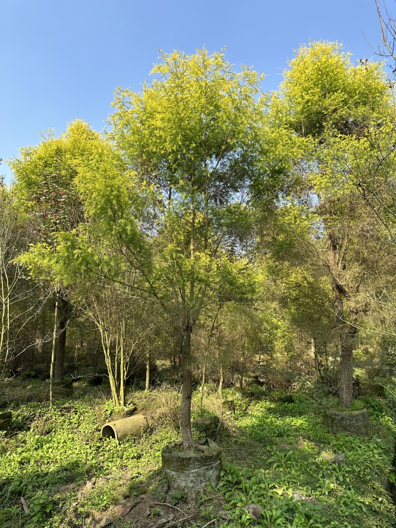 伟森园林基地直供千层金黄金香柳规格齐全芳香植物