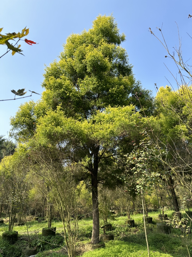 伟森园林基地直供千层金黄金香柳规格齐全芳香植物