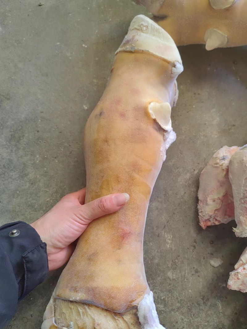 火烧公牛牛蹄可锯断牛脚掌半去骨牛蹄全去骨牛蹄