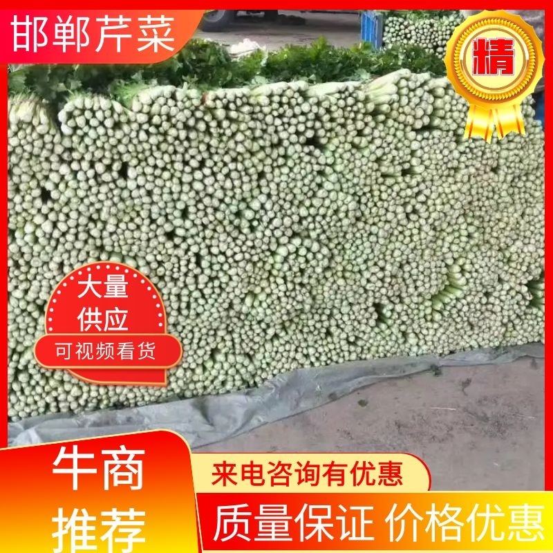 【推荐】河北邯郸芹菜一手货源产地供应欢迎老板电联