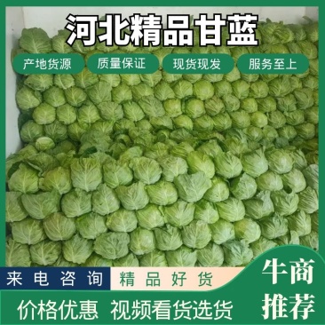 河北甘蓝圆包菜一手货源产地供应欢迎老板电联视频看货