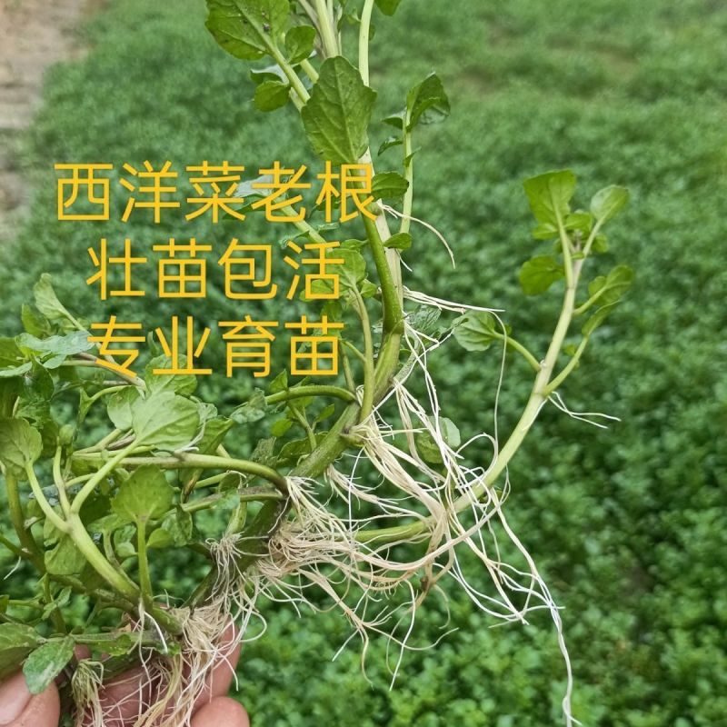 新鲜西洋菜老根，豆瓣菜种苗，可水田，湿土培养，可以做盆景