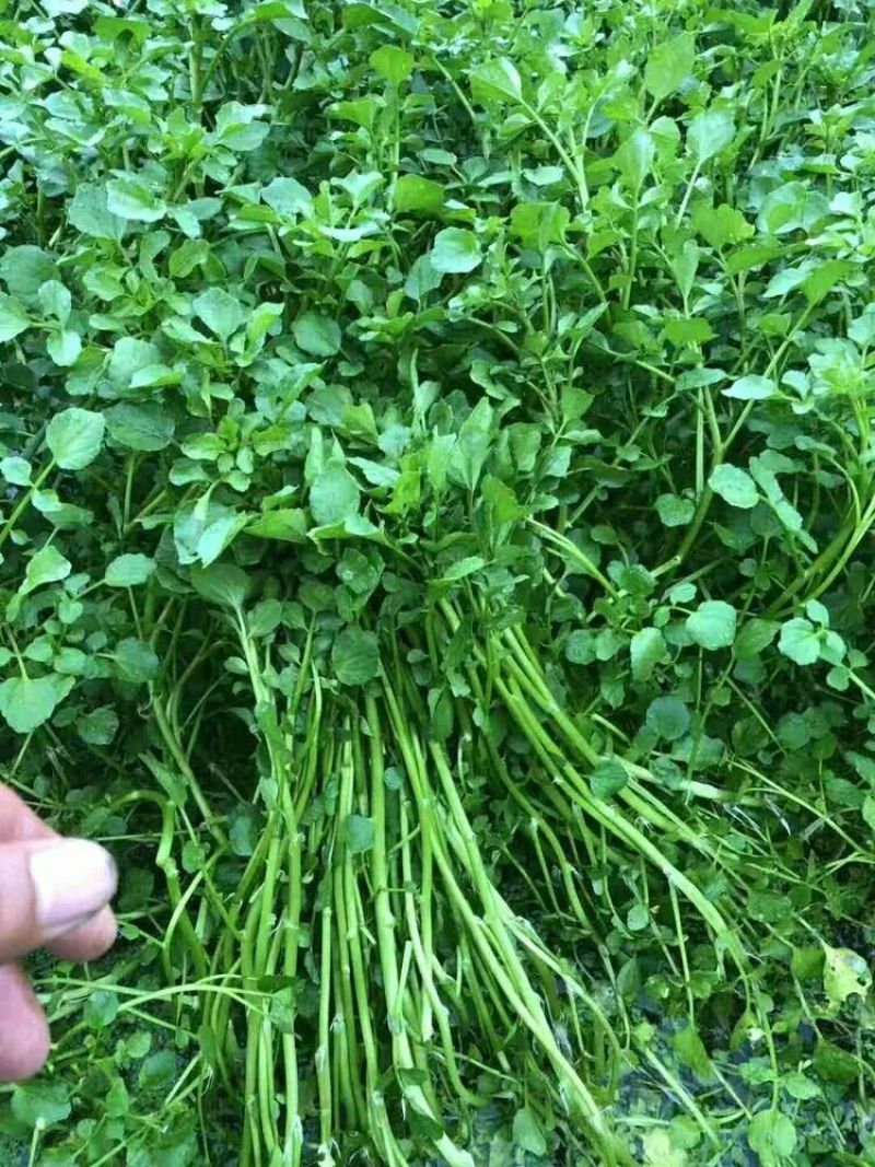 新鲜西洋菜老根，豆瓣菜种苗，可水田，湿土培养，可以做盆景