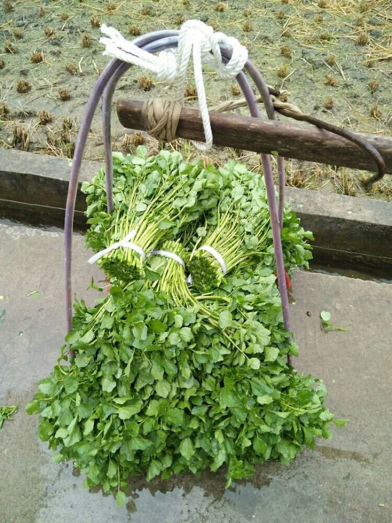 新鲜西洋菜老根，豆瓣菜种苗，可水田，湿土培养，可以做盆景