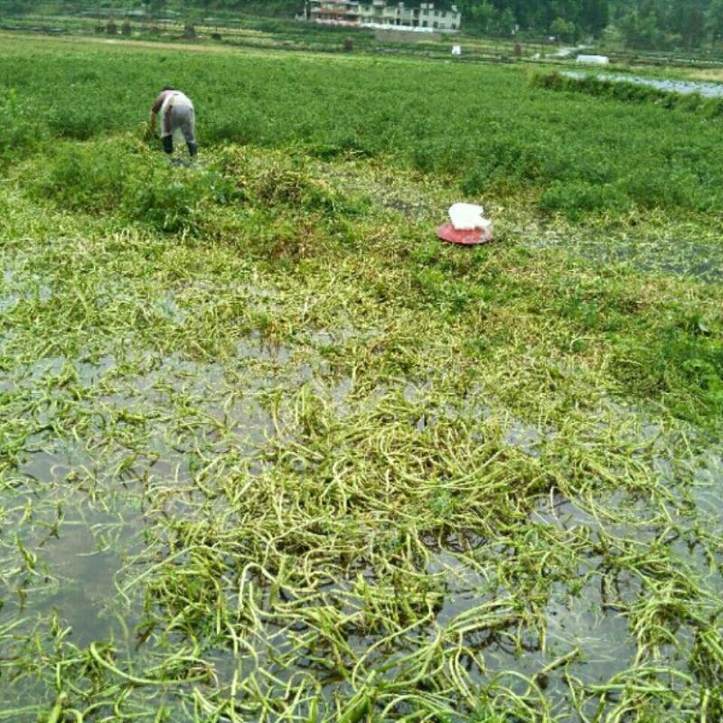 新鲜西洋菜老根，豆瓣菜种苗，可水田，湿土培养，可以做盆景