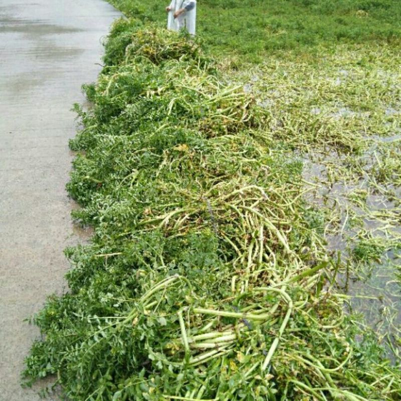 新鲜西洋菜老根，豆瓣菜种苗，可水田，湿土培养，可以做盆景