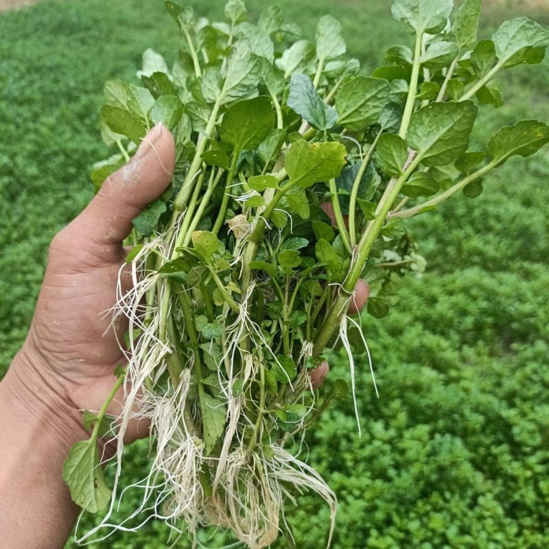 新鲜西洋菜老根，豆瓣菜种苗，可水田，湿土培养，可以做盆景