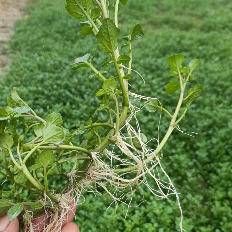 新鲜西洋菜老根，豆瓣菜种苗，可水田，湿土培养，可以做盆景