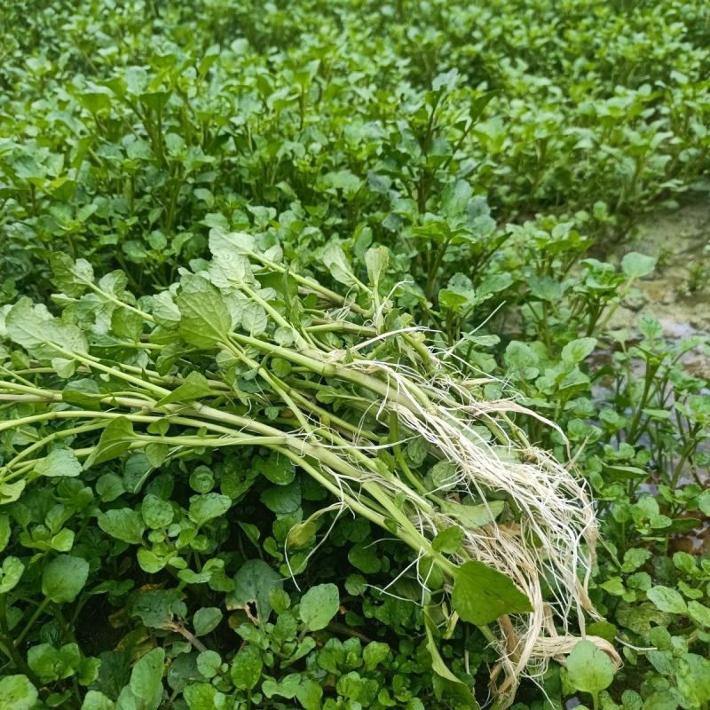 新鲜西洋菜老根，豆瓣菜种苗，可水田，湿土培养，可以做盆景