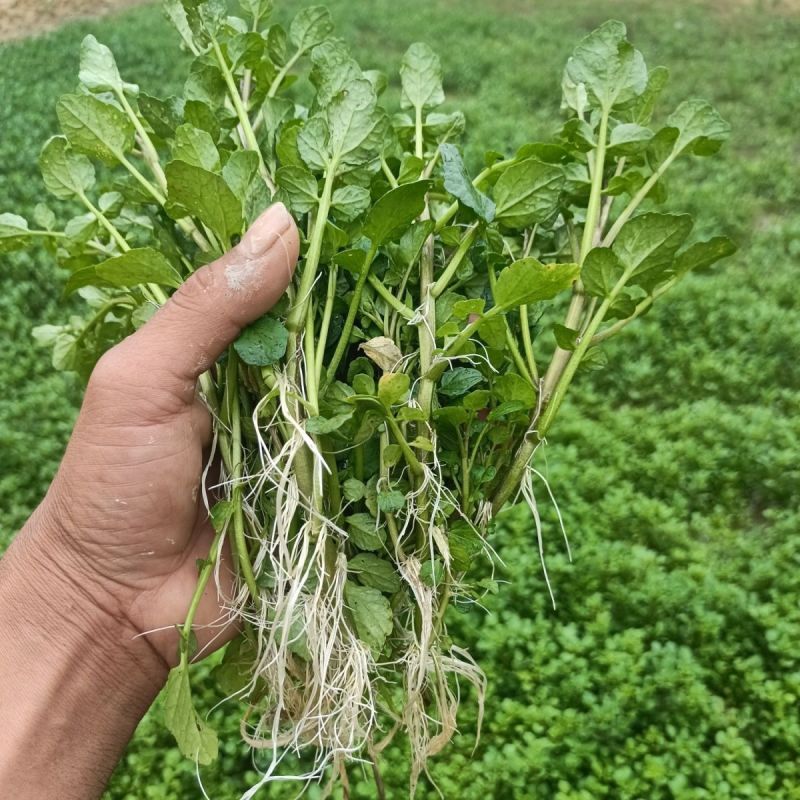新鲜西洋菜老根，豆瓣菜种苗，可水田，湿土培养，可以做盆景