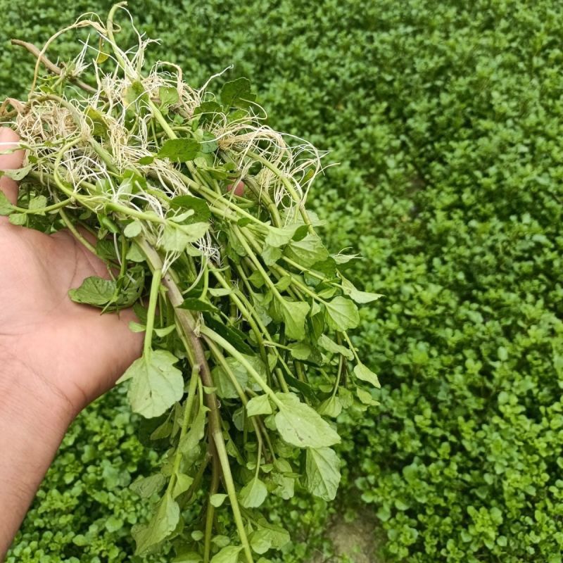 新鲜西洋菜老根，豆瓣菜种苗，可水田，湿土培养，可以做盆景